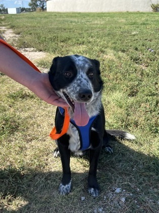 Frankenstein, an adoptable Border Collie, Mixed Breed in McCook, NE, 69001 | Photo Image 3