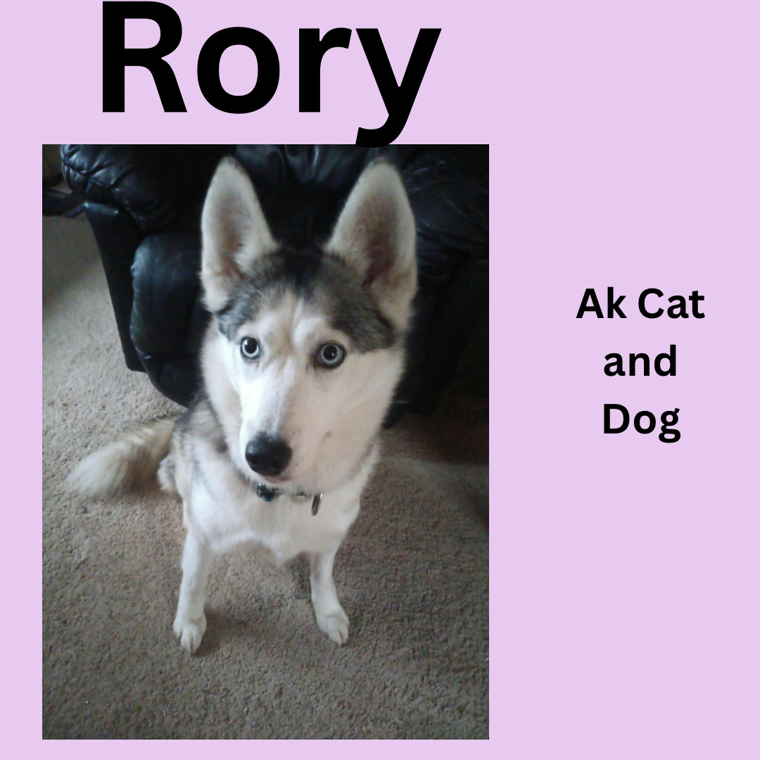 Rory, an adoptable Husky in Wasilla, AK, 99654 | Photo Image 1