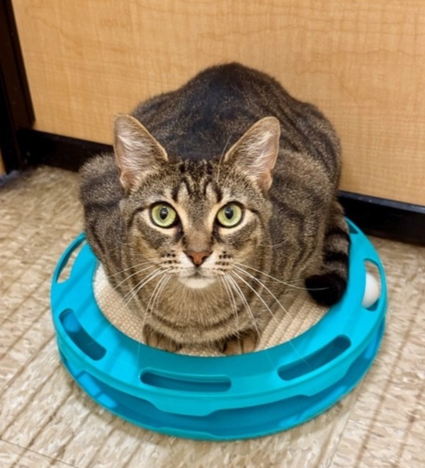 Gollum *Bonded with Nemesis*