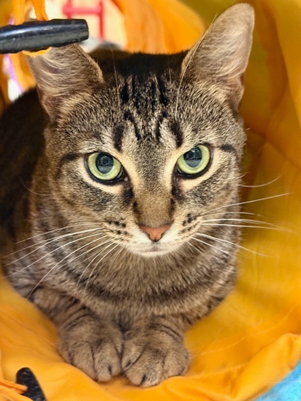 Gollum *Bonded with Nemesis*