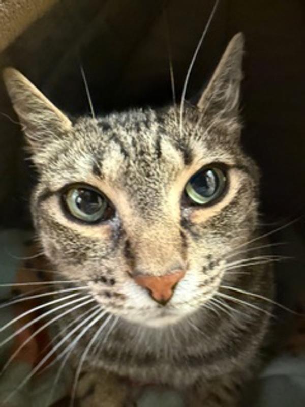 Gollum *Bonded with Nemesis*