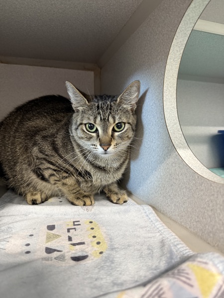 Gollum *Bonded with Nemesis*