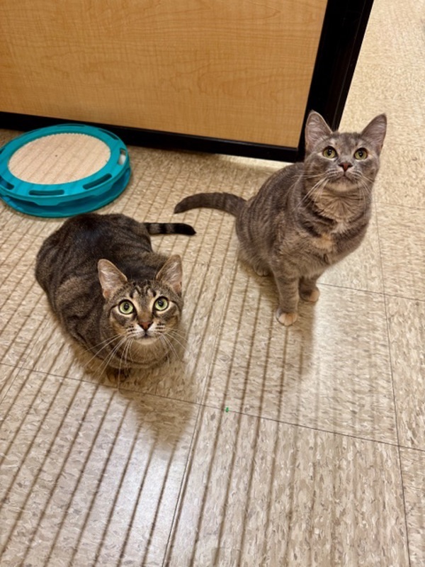 Nemesis *Bonded with Gollum*