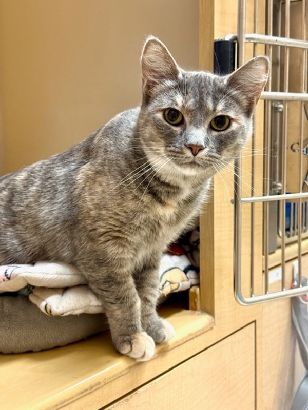 Nemesis *Bonded with Gollum*