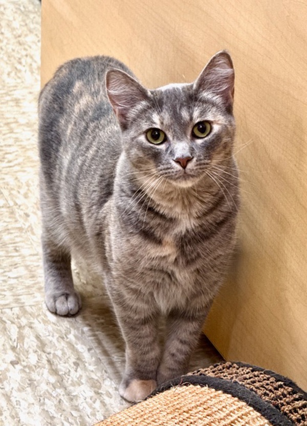 Nemesis *Bonded with Gollum*