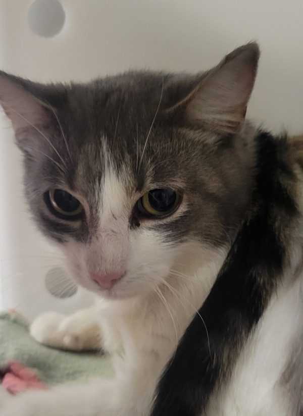 Zahava * Barn Home Needed *