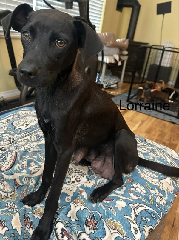 Lorraine thumbnail 2