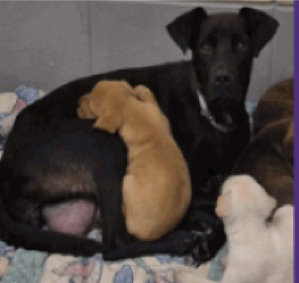 Lorraine thumbnail 4