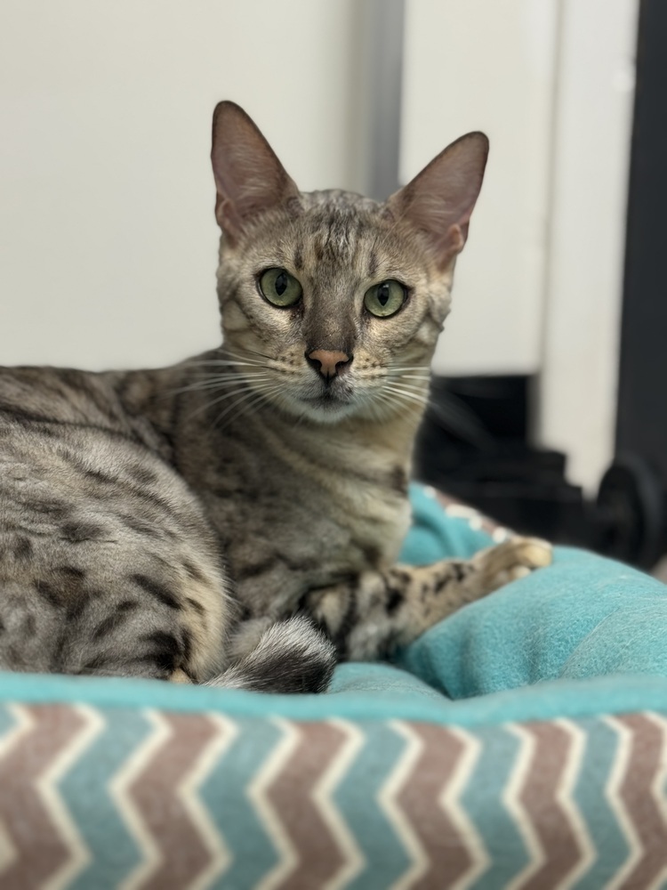 Harvey, an adoptable Bengal in Fort collins, CO, 80526 | Photo Image 1