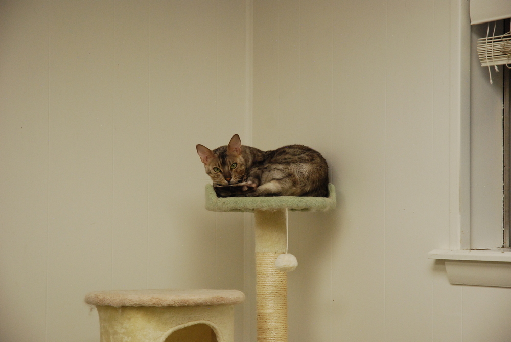 Harvey, an adoptable Bengal in Fort collins, CO, 80526 | Photo Image 2