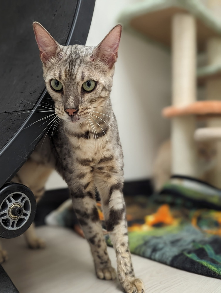 Harvey, an adoptable Bengal in Fort collins, CO, 80526 | Photo Image 3