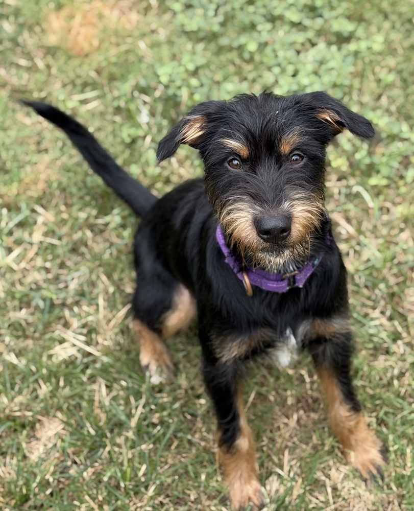 Huxley