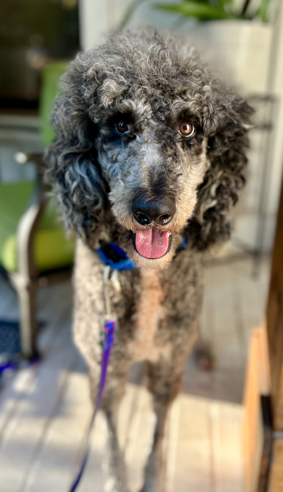 Louie