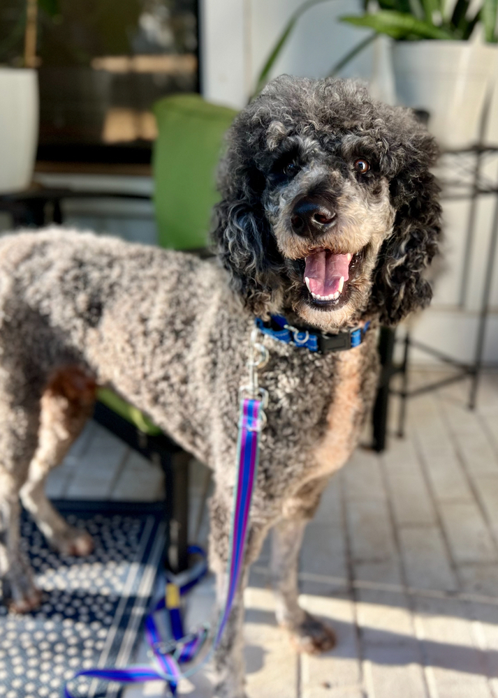 Louie
