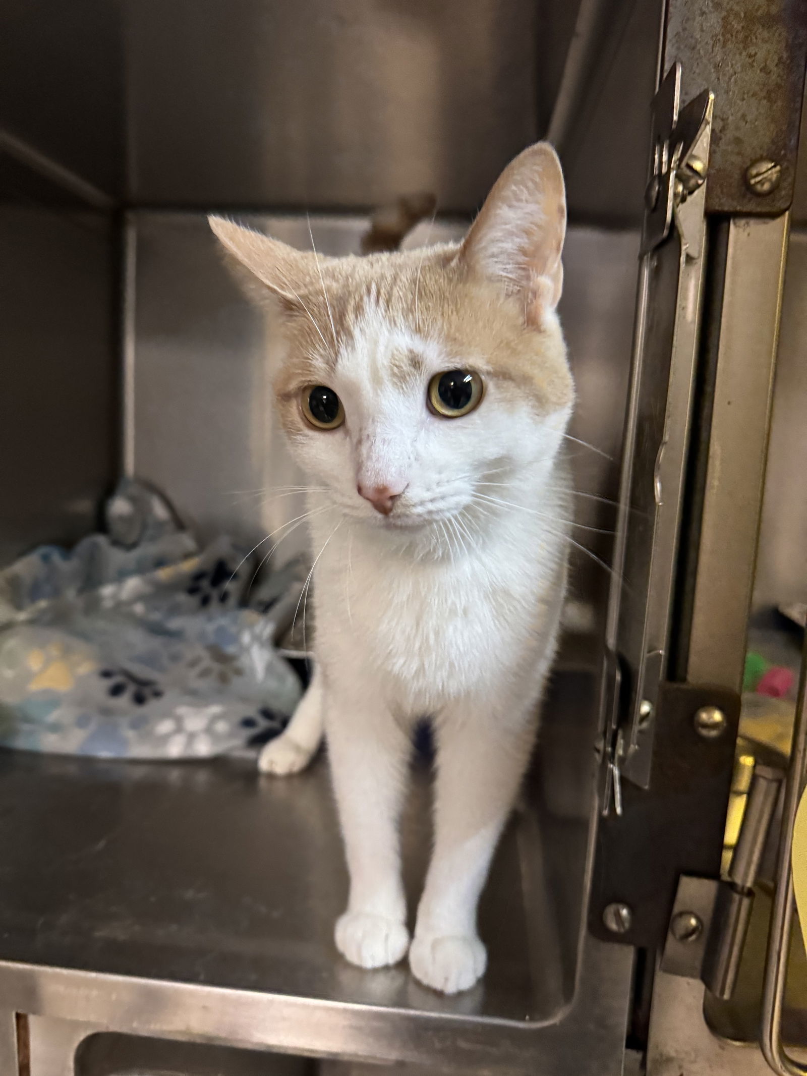 Fabio, an adoptable Domestic Short Hair in Duluth, MN, 55807 | Photo Image 1