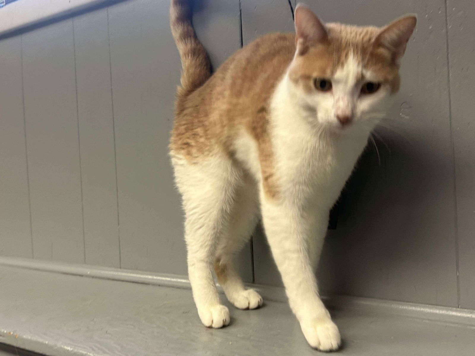 Fabio, an adoptable Domestic Short Hair in Duluth, MN, 55807 | Photo Image 2