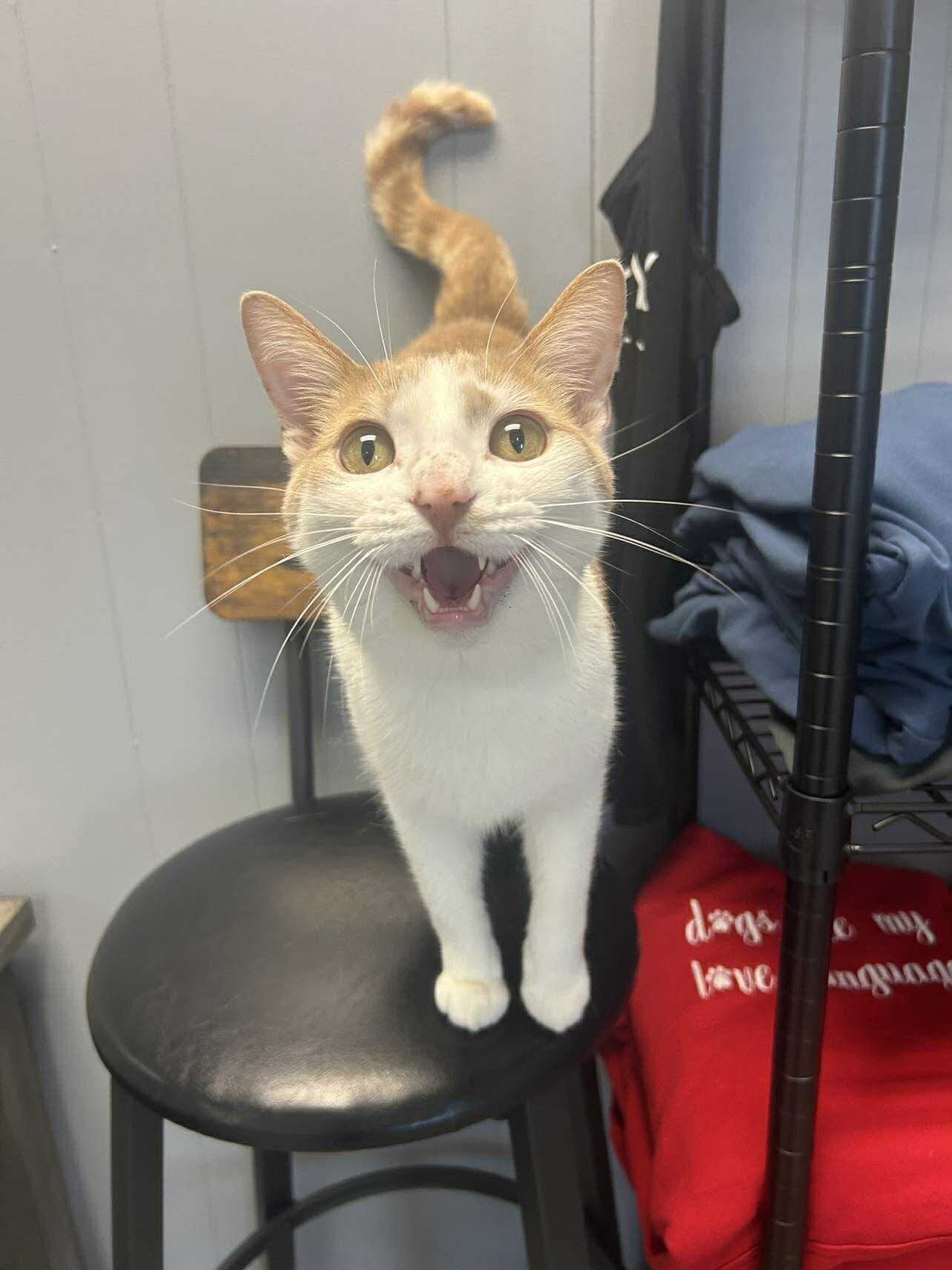 Fabio, an adoptable Domestic Short Hair in Duluth, MN, 55807 | Photo Image 3