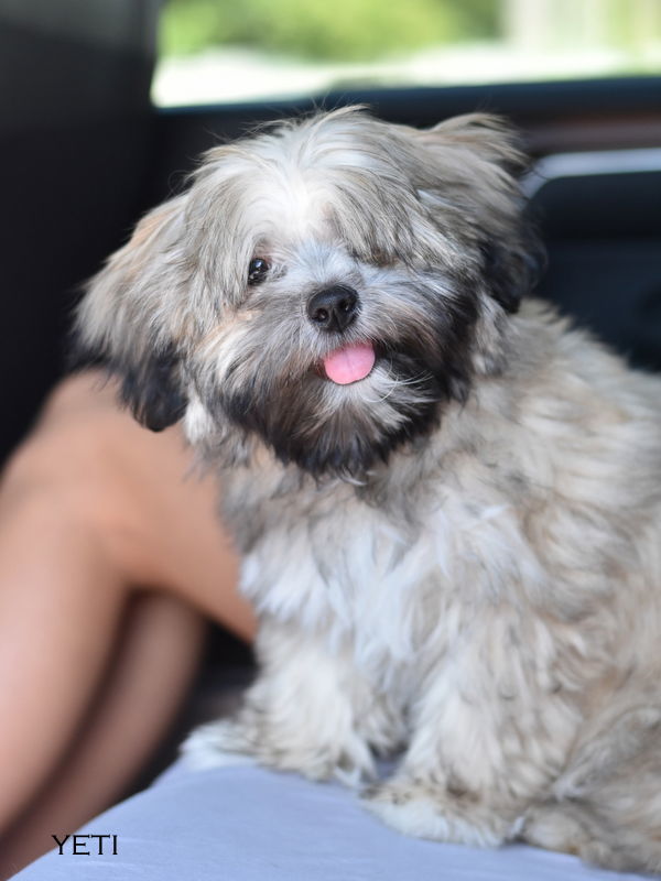 Yeti