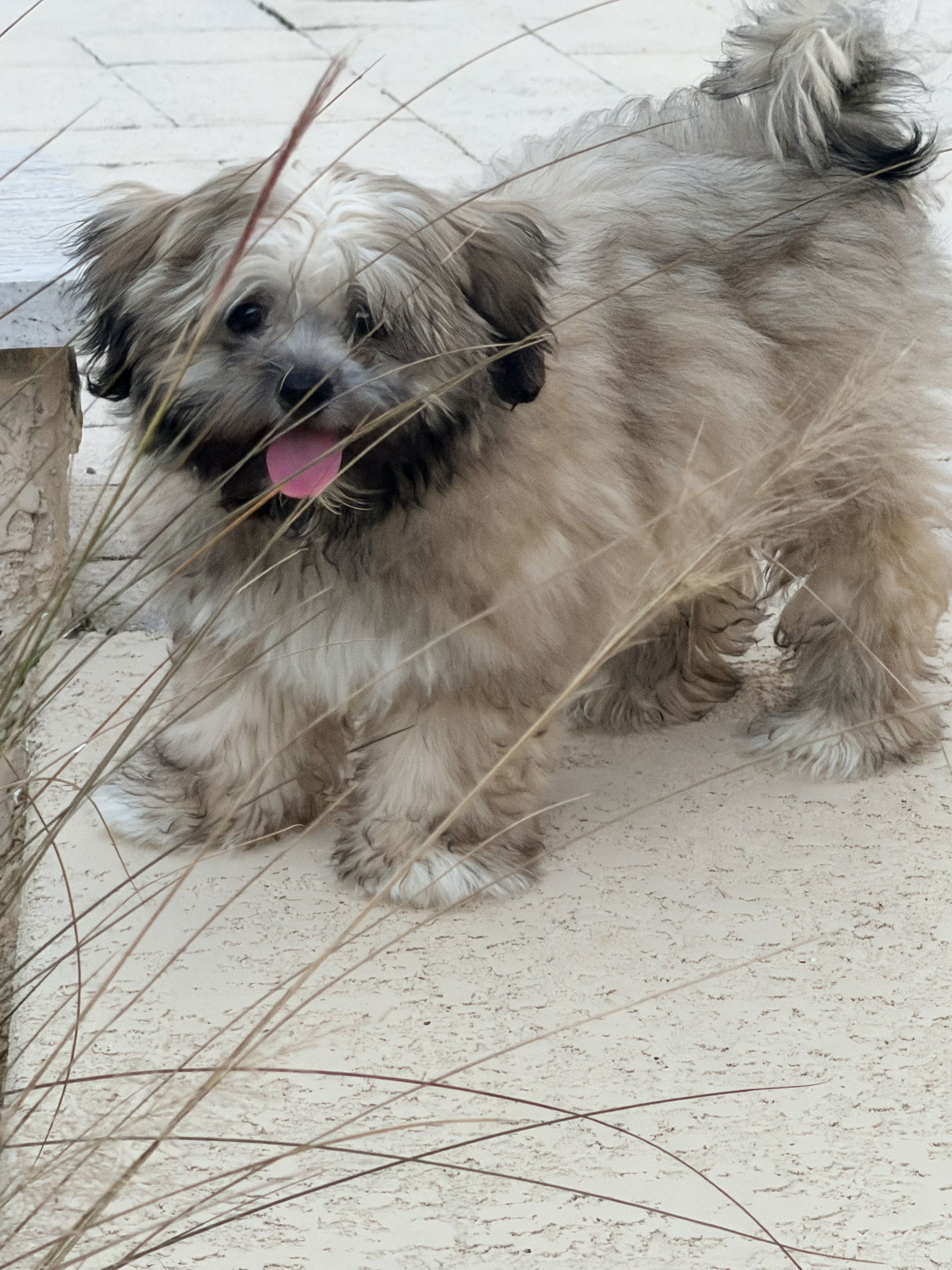 Yeti