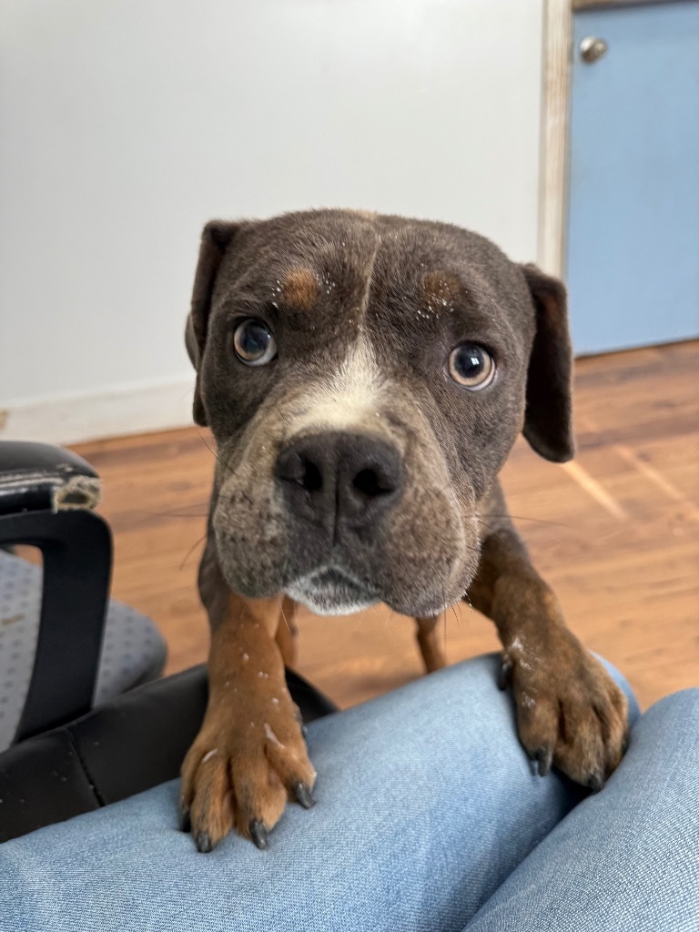 Bohdi, an adoptable Bullmastiff, Mixed Breed in Fayetteville, TN, 37334 | Photo Image 1