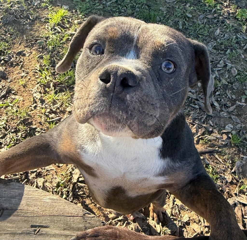 Bohdi, an adoptable Bullmastiff, Mixed Breed in Fayetteville, TN, 37334 | Photo Image 2