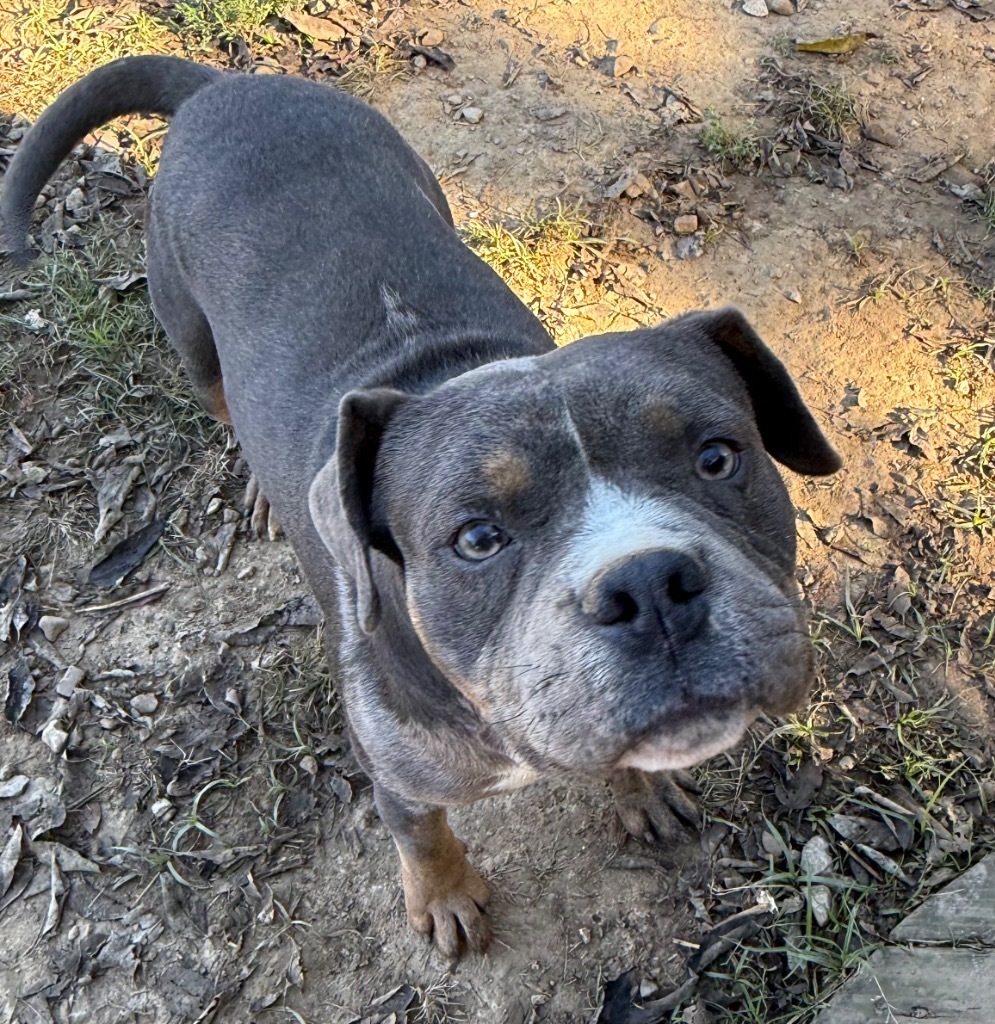 Bohdi, an adoptable Bullmastiff, Mixed Breed in Fayetteville, TN, 37334 | Photo Image 3