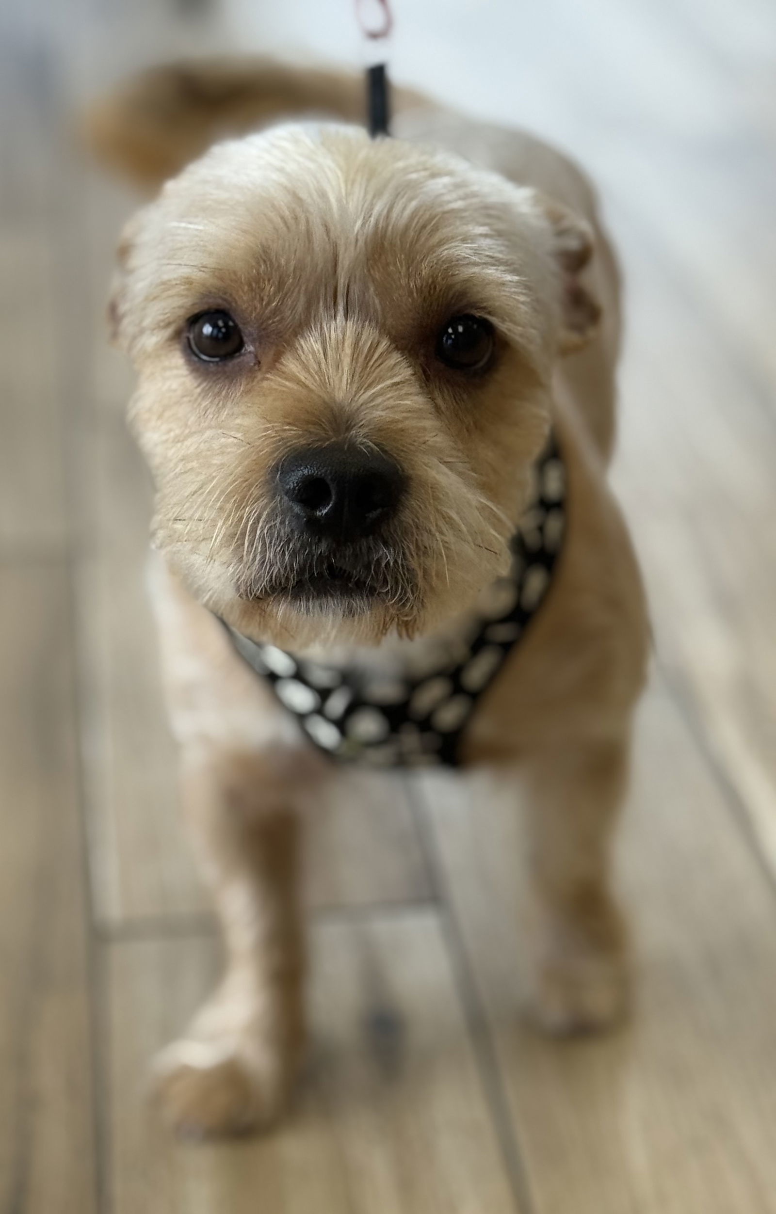 Scruffy McFluff