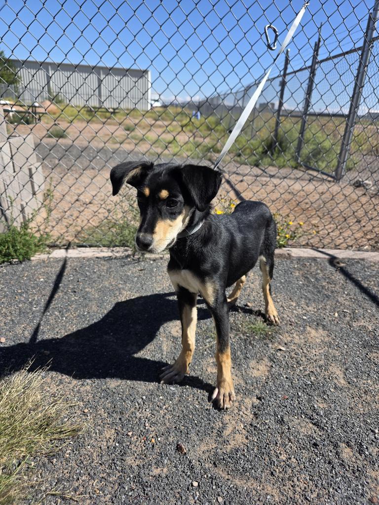 Cry Baby, an adoptable Hound, Mixed Breed in Holbrook, AZ, 86025 | Photo Image 1