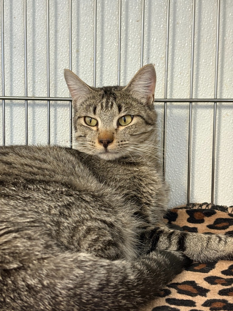 Glen, an adoptable Domestic Short Hair in Rock Springs, WY, 82901 | Photo Image 1