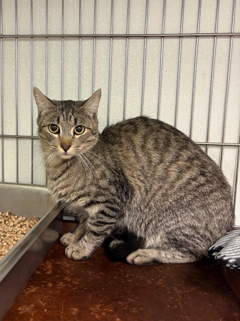 Glen, an adoptable Domestic Short Hair in Rock Springs, WY, 82901 | Photo Image 2