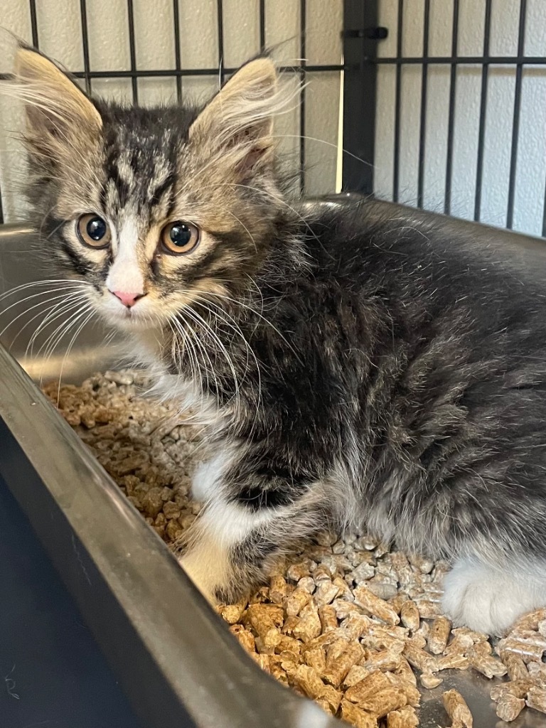 Rick, an adoptable Domestic Short Hair in Rock Springs, WY, 82901 | Photo Image 1
