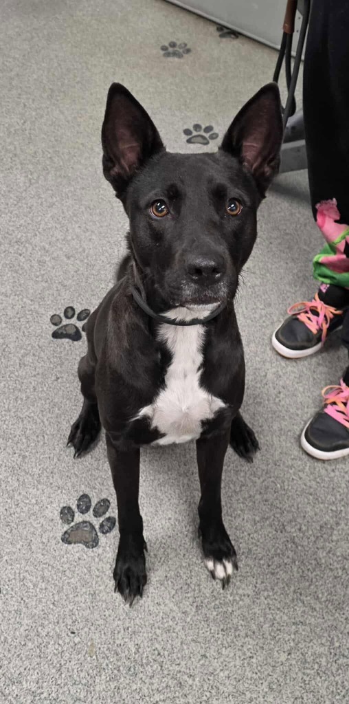 Starfire thumbnail 2