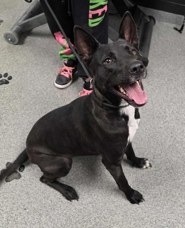 Starfire thumbnail 3