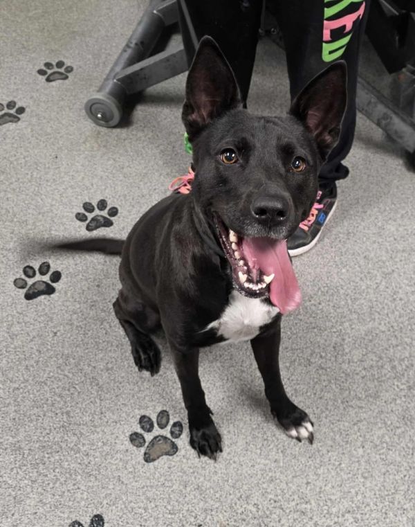 Starfire thumbnail 4