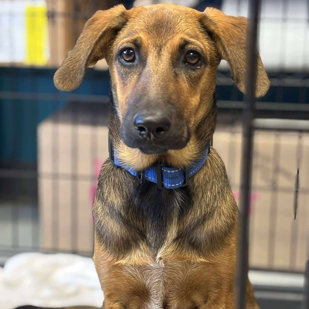 Blossom, an adoptable Mixed Breed in Bend, OR, 97702 | Photo Image 1