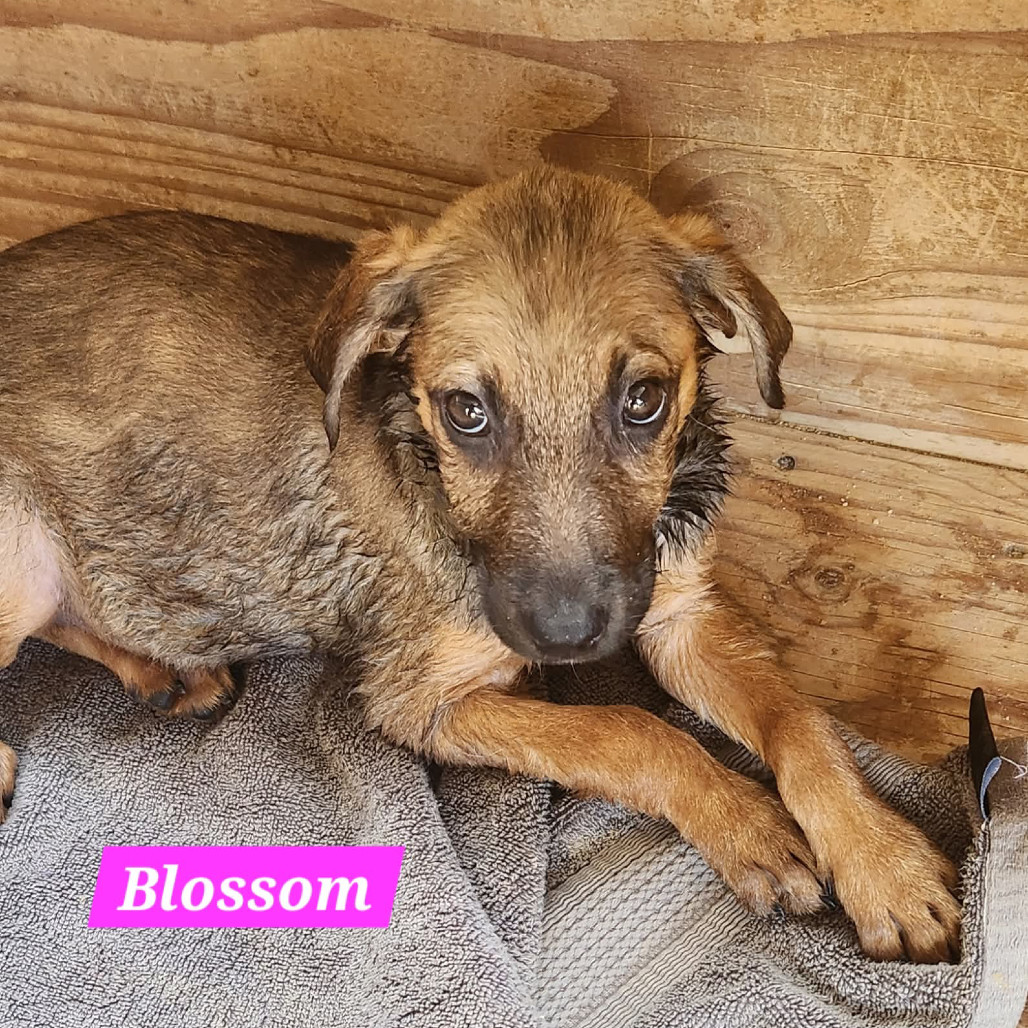 Blossom, an adoptable Mixed Breed in Bend, OR, 97702 | Photo Image 2