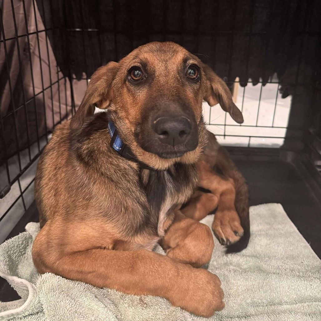 Blossom, an adoptable Mixed Breed in Bend, OR, 97702 | Photo Image 3