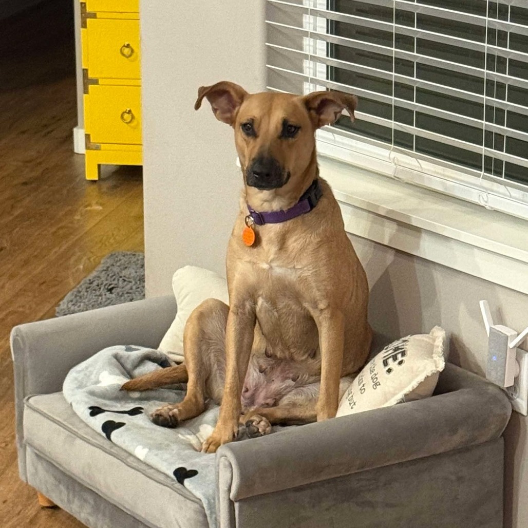 Faith SF, an adoptable Mixed Breed in Bend, OR, 97702 | Photo Image 1
