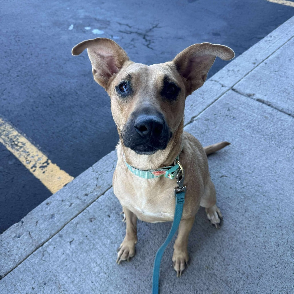 Faith SF, an adoptable Mixed Breed in Bend, OR, 97702 | Photo Image 3
