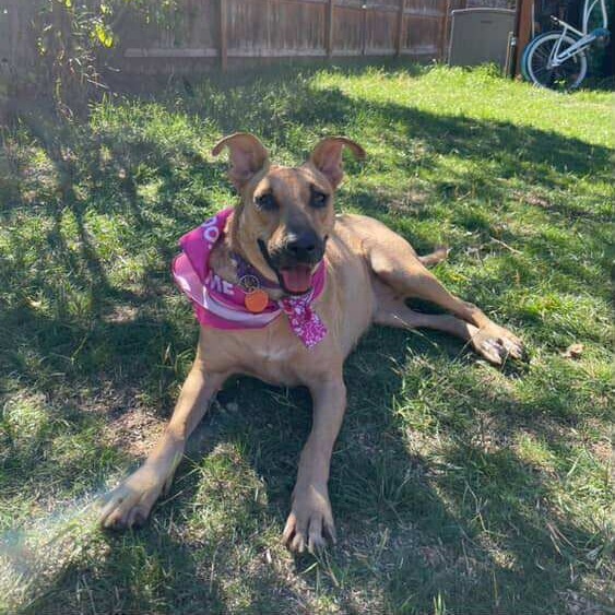 Faith SF, an adoptable Mixed Breed in Bend, OR, 97702 | Photo Image 4