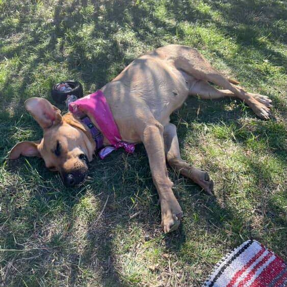 Faith SF, an adoptable Mixed Breed in Bend, OR, 97702 | Photo Image 6