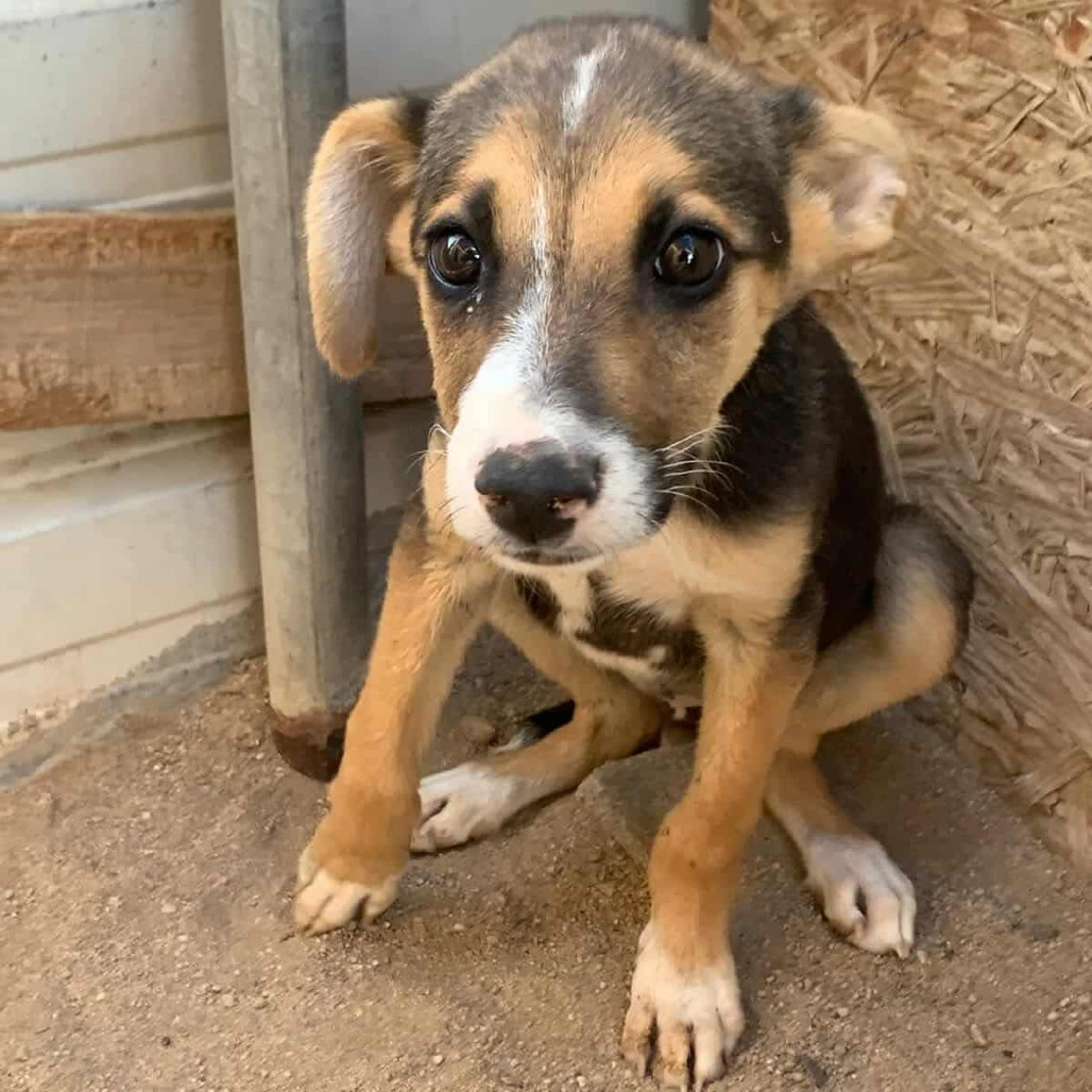 Petey, an adoptable Mixed Breed in Bend, OR, 97702 | Photo Image 2