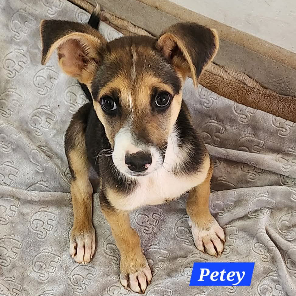 Petey, an adoptable Mixed Breed in Bend, OR, 97702 | Photo Image 3