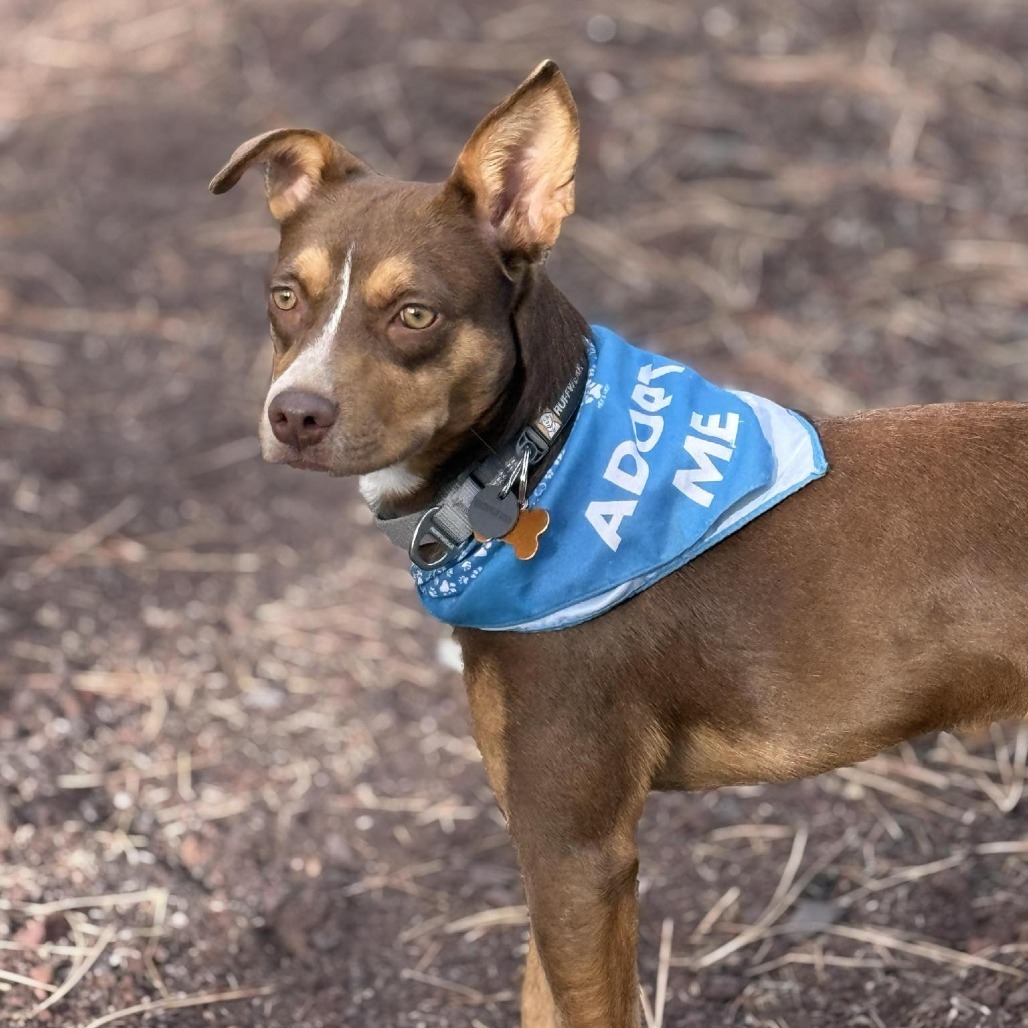 Bonita, an adoptable Mixed Breed in Bend, OR, 97702 | Photo Image 1