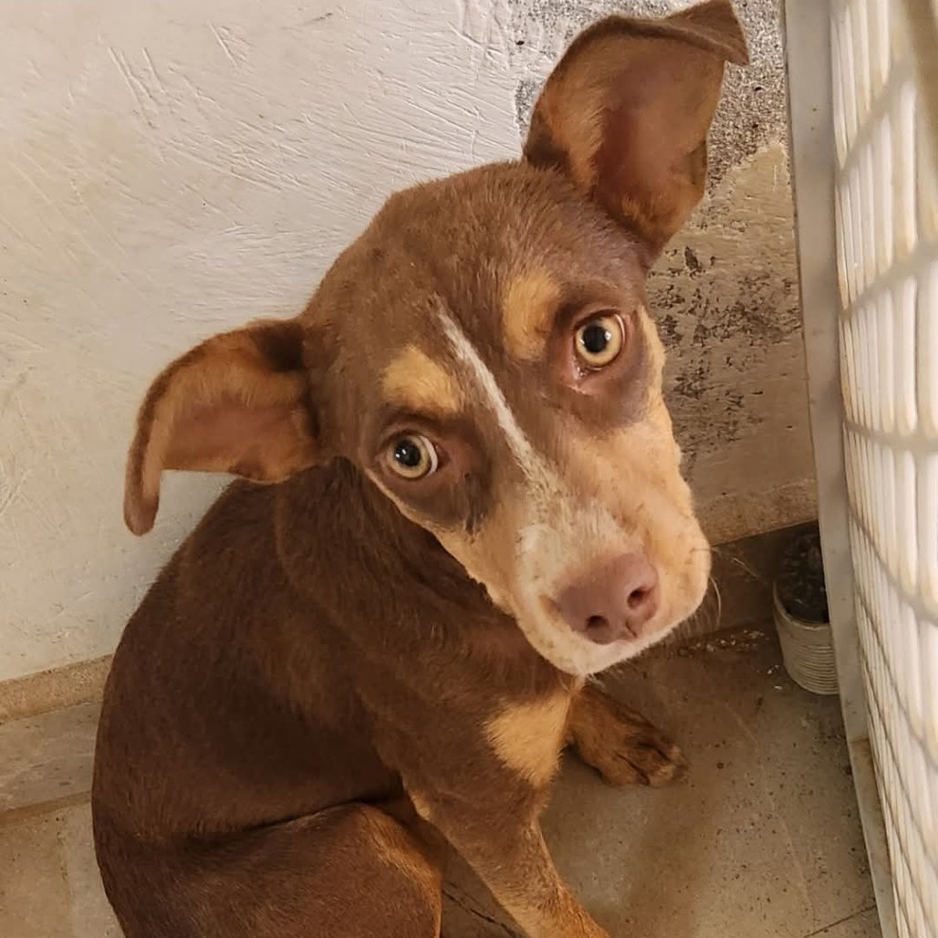 Bonita, an adoptable Mixed Breed in Bend, OR, 97702 | Photo Image 2