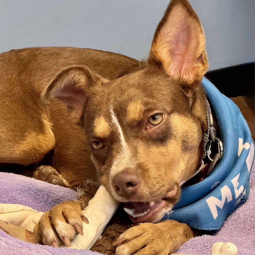 Bonita, an adoptable Mixed Breed in Bend, OR, 97702 | Photo Image 3