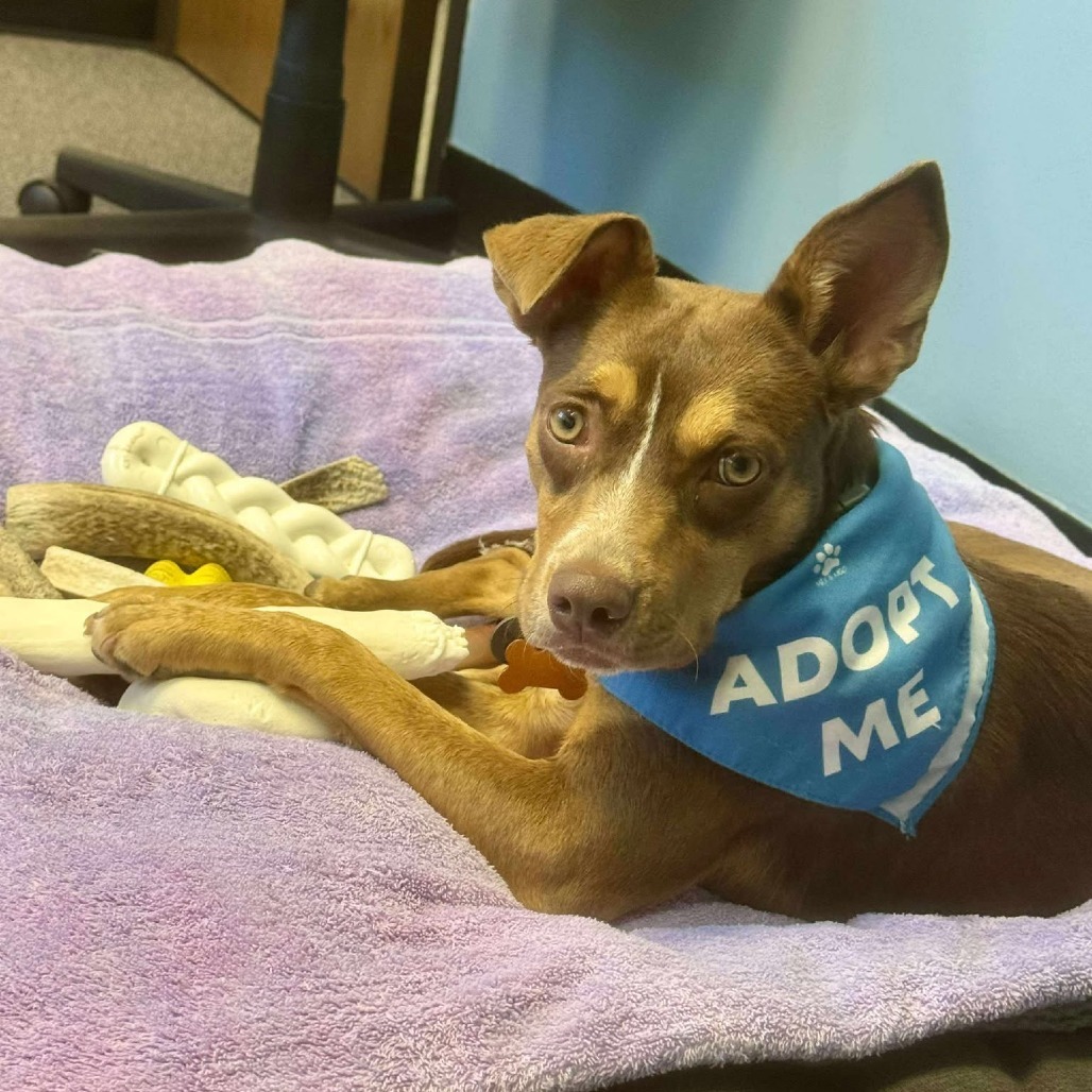 Bonita, an adoptable Mixed Breed in Bend, OR, 97702 | Photo Image 4