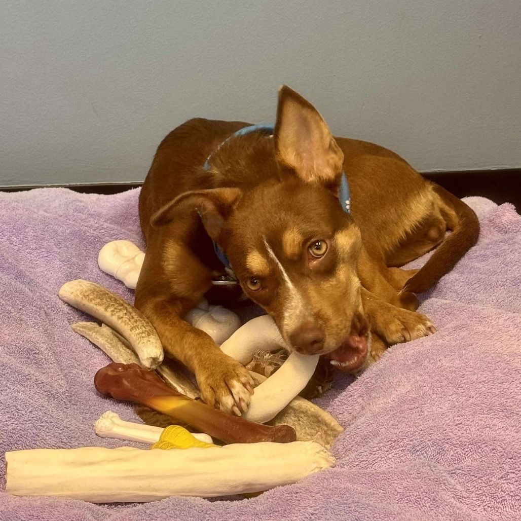Bonita, an adoptable Mixed Breed in Bend, OR, 97702 | Photo Image 5