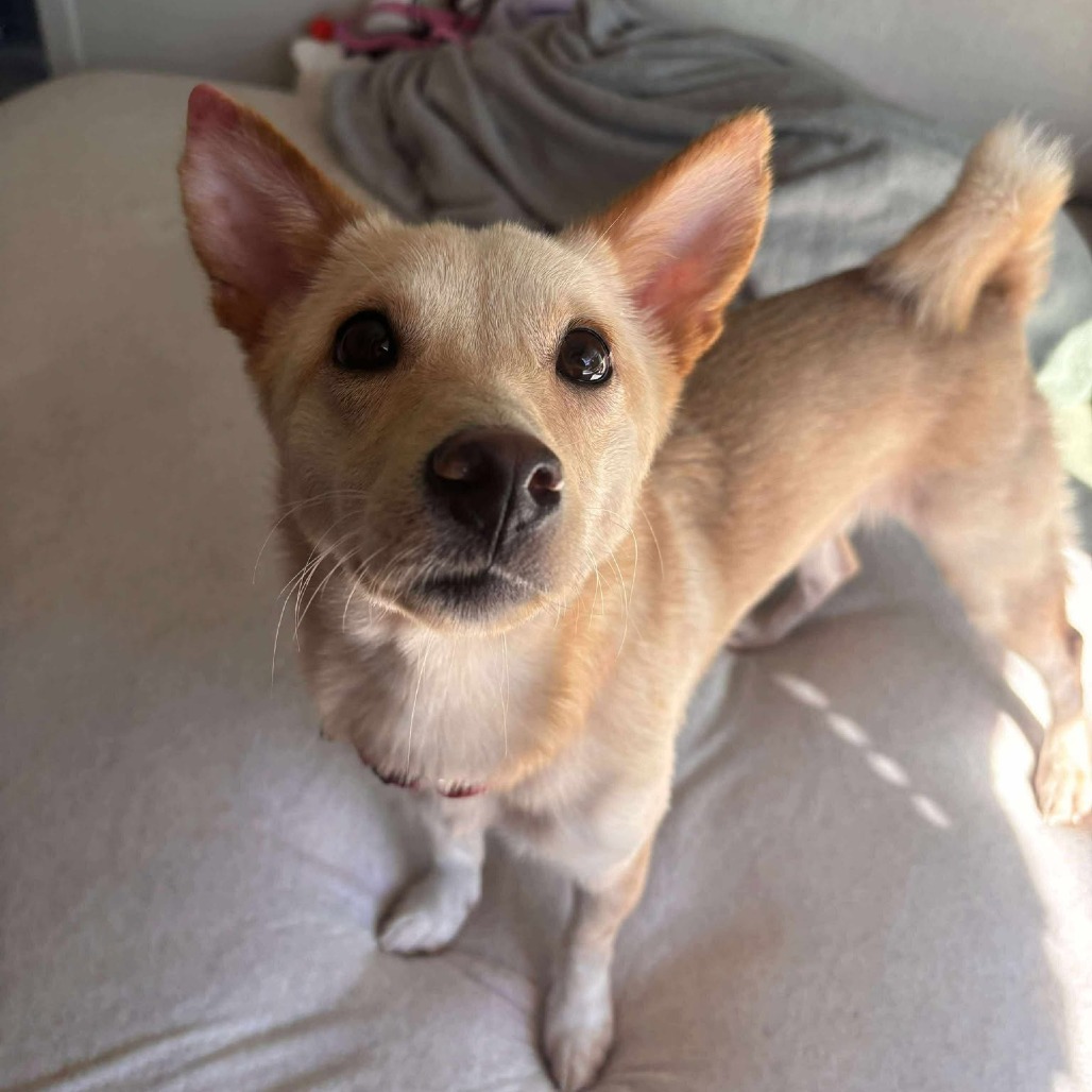 Deedee, an adoptable Shiba Inu, Mixed Breed in Bend, OR, 97702 | Photo Image 1