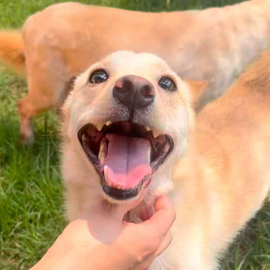 Deedee, an adoptable Shiba Inu, Mixed Breed in Bend, OR, 97702 | Photo Image 2